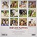 Just Boxer Puppies 2019 Wall Calendar (Dog Breed Calendar)