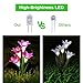 Tvird Outdoor Solar Garden Stake Lights,Solar Garden Lily Lights,2 Sets Solar Flowers with 8 Flowers,Multi-Colors Changing LED Decorative Lights Suit for Garden,Patio, Backyard(Purple and Blue)