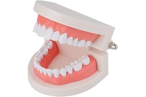 LVCHEN Standard Dental Model - Teeth Brushing Model Practice Kids Dental Teaching Study Supplies Clean Display Adult Standard Demonstration Teeth Model