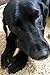 Craving Canine 6-Inch Odorless Bully Sticks for Dogs - 5 Pack