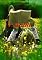 Livro Karine