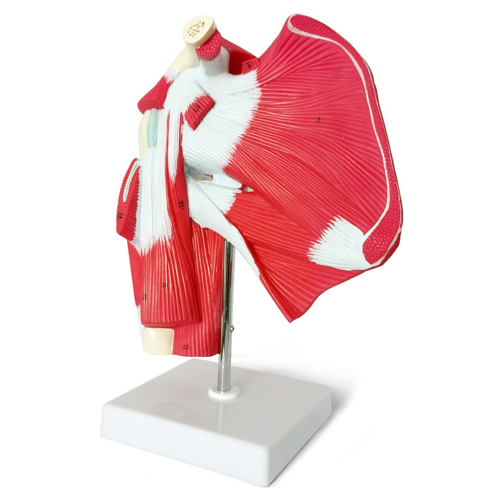 Photo 1 of Muscled Shoulder Joint Model – Shows Complete Shoulder Musculature from Rotator Cuff to Subscapular Muscles – Includes Base, Product Manual and 3 Year Warranty