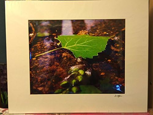 Photograph of leaf and water Matted 16" x 20" actual size 11" x 14" By Sandy