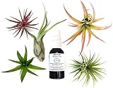 6 pcs Tillandsia Air Plant Lot/Kit Includes 5 Plants and 1 Bottle of Organic Air Plant Fertilizer Food. Indoor Plants Measure 2"- 5" Size