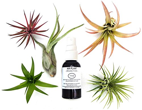 6 pcs Tillandsia Air Plant Lot/Kit includes 5 Plants and 1 bottle of Organic Air Plant Fertilizer Food. Indoor Plants measure 2