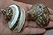 2 Pcs Petholatus Jade Turbo Sea Shell Hermit Crab 2