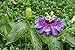 Dried Passion Flower Herb, Wild Flower #2 Herbal Dried Tea, Leaf, Herb (4 ounce)