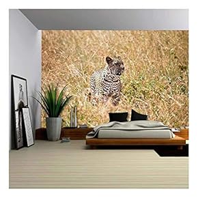 a Large Adult Leopard Looks Through The Tall Grasses of The Savanna in Search of His Next Meal - Removable Wall Mural | Self-Adhesive Large Wallpaper - 66x96 inches