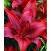 Votaniki Ducati Asiatic Lily Bulbs - Asiatic Lily Red Highland Flowering Bulbs for Planting | Sweet Fragrance, Large Blooms, Attracts Hummingbirds (2 Pack)