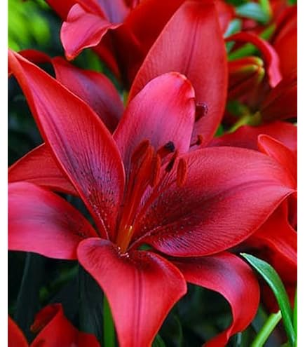 Lily Van Zyverden's Lily Tribal Kiss (Set of 4 Dormant Bulbs