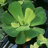 Aquarium Plants Discounts Water Lettuce - Floating Live Pond Plants