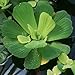 Water Lettuce (Pistia stratiotes) + Common Water Hyancinth (Eichhornia crassipes) Bundle - Floating Live Pond Plants