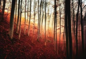 Amazon Com Yeele 5x4ft Autumn Fog Forest Background For Photography Fall Mist Peaceful Grove Tree Photo Backdrop Girl Adult Boy Man Portrait Booth Shoot Studio Props Wallpaper Camera Photo
