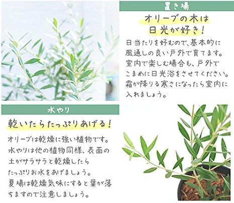 Amazon 平和のシンボル オリーブの木 中型8号 鉢植え 鉢カバー付き 鉢カバーd 鉢 プランターカバー