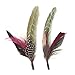 Zucker - Hat Feather Trims - Roaring 20s Flapper Style Feather Pick - Costume - Cosplay - Millinery - Floral Arrangements - Pheasant/Hackle/Guinea - Champagne/Mint/Natural