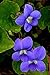 (PV)~"COMMON" VIOLET~Seeds!!!~~~~~~~~Edible Beauty!