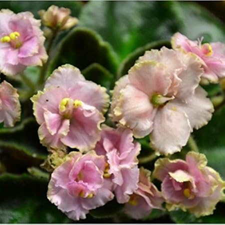 Mphmi Plant African Violet plant Pink Plant - Saintpaulia Ionantha