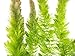Aquatic Arts Live Hornwort Plant - 2 Extra Large Bunches of Pond Plants Over 10 Stems