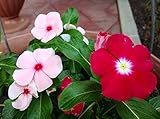 Periwinkle Vinca Rosea Mix Seeds Flowers Beautiful