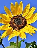 Notebook: sunflower flower blossom bloom yellow summer by Wild Pages Press