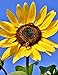 Notebook: sunflower flower blossom bloom yellow summer by Wild Pages Press