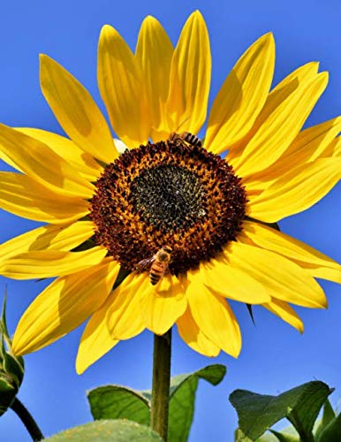 Notebook: sunflower flower blossom bloom yellow summer by Wild Pages Press