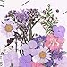 CheeseandU Real Mixed Multiple Dried Pressed Flowers, Chrysanthemum, Baby Breath, Larkspur, Hydrangea, Queen Anne's Lace Alyssum Leaves Natural Pressed Flowers For Art Craft DIY Resin, 34PCS