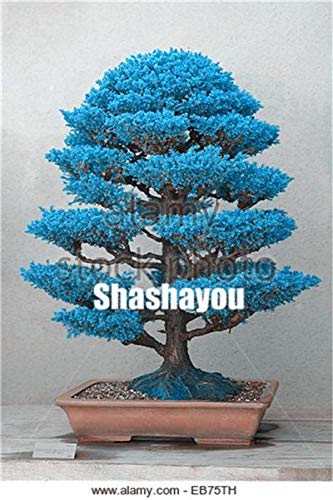 AGROBITS Semillas: 100 pcs Plantas Bonsai Cedro japonés jardín de ...