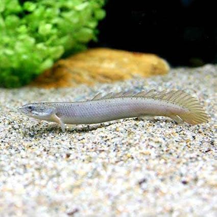 Amazon 熱帯魚 ポリプテルス セネガルス Sサイズ 1匹 本州 四国限定 生体 スクリーンプロテクター 通販