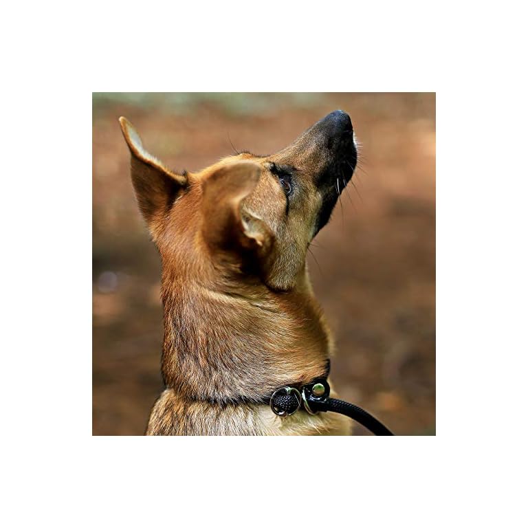 dibea Retrieverleine Hundeleine Führleine Zugleine verschiedene Längen