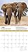 National Geographic Elephants 2017 Wall Calendar
