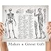 Human Anatomy - Muscular and Skeletal Systems - 11x14 Unframed Art Print - Makes a Great Clinic or Office Decor and Gift Under $15 for Doctors, Nurses, Nursing and Medical Students