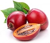 Tamarillo Tree Tomato Tamamoro Tomate de Arbol