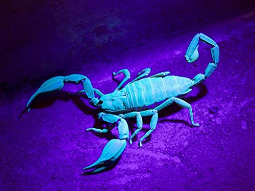 LUMAND 10 Pack Uv Mini LED Flashlight Keychain Torch Light Lamp Id Currency Passports Detector (10Pcs, Purple) - Thumbnail 3