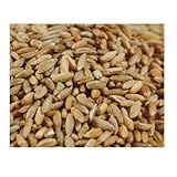 Bulk Grains Organic Rye Berries, 25-Pound