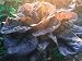 Certified Organic Rouge d'Hiver Red Romaine Lettuce Seeds (~600): Non-GMO, Certified Organic Heirloom Seed Packet