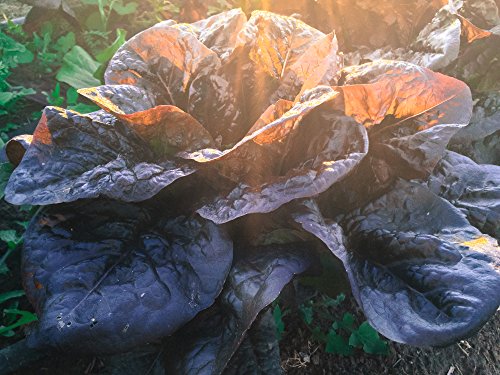 Certified Organic Rouge d'Hiver Red Romaine Lettuce Seeds (~600): Non-GMO, Certified Organic Heirloom Seed Packet Certified Organic Rouge d'Hiver Red Romaine Lettuce Seeds (~600): Non-GMO, Certified Organic Heirloom Seed Packet