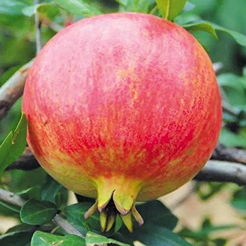 国華園 果樹苗 ザクロ 紅巨蜜 1株 Teamdriven Us