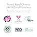 Natural Witch Hazel Face Toner - Alcohol Free with Aloe Vera, Rose Water, Green Tea - Forest Heal Unscented Natural Facial Toner and Moisturizer - Skin Toner 10.14 Oz / 300 mL¡¦