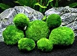 6 Marimo Moss Ball Variety Pack - 4 Different Sizes of Premium Quality Marimo from Giant 2.25 Inch to Small 1 Inch - World's Easiest Live Aquarium Plant - Sustainably Harvested and All-Natural