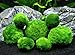 6 Marimo Moss Ball Variety Pack - 4 Different Sizes of Premium Quality Marimo from Giant 2.25 Inch to Small 1 Inch - World's Easiest Live Aquarium Plant - Sustainably Harvested and All-Natural primary