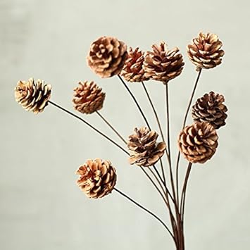 Image result for pinecone stalk