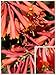 Homegrown Packet Honeysuckle Seeds, 80 Seeds, Scarlet Dropmore Honeysuckle Vine