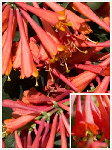 Homegrown Packet Honeysuckle Seeds, 80 Seeds, Scarlet Dropmore Honeysuckle Vine
