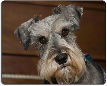 natural schnauzer