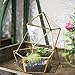 NCYP Modern Clear Glass Jewelry Box with Swing Lid, Pentagon Shape Closed Geometric Terrarium Planter Pot for Succulent Plant, Fern, Wedding Decor, Gold Container (No Plants)