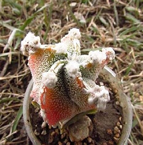 Pinkdose Tire Semillas planta suculenta Rubí en maceta de Bonsai ...