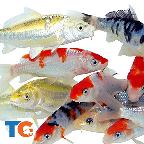 Toledo Goldfish Live Standard Koi for Ponds, Aquariums or Tanks – USA Born and Raised – Live Arrival Guarantee (3 to 4 inches, 100 Fish)