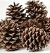 BESTTOYHOME 15 PCS Natural Pinecones Medium Pine Cones Ornaments Real Preserved Pine Cones - Dried -3
