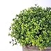 HC STAR Artificial Plant Potted Mini Fake Plant Decorative Lifelike Flower Green Plants - 1301